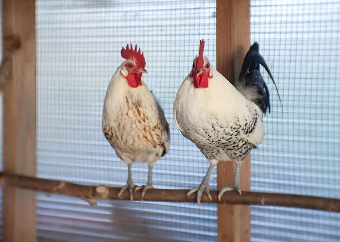 Bed & Breakfast Le Jardin Des 4 Saisons